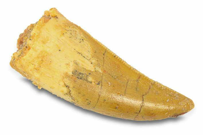 Serrated, Theropod (Deltadromeus?) Pre-Max Tooth - Morocco #291887